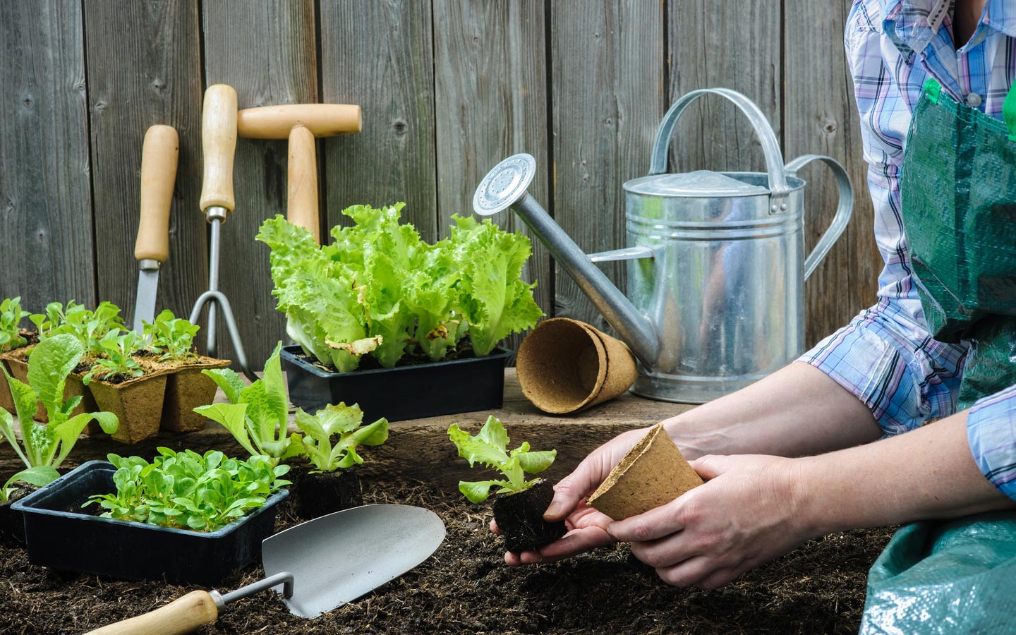 outils de culture pour légumes