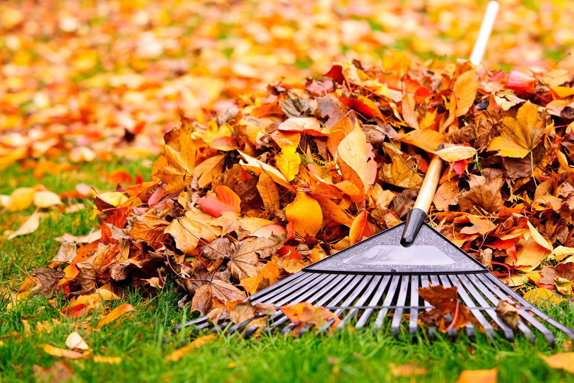 preparer-jardin-automne