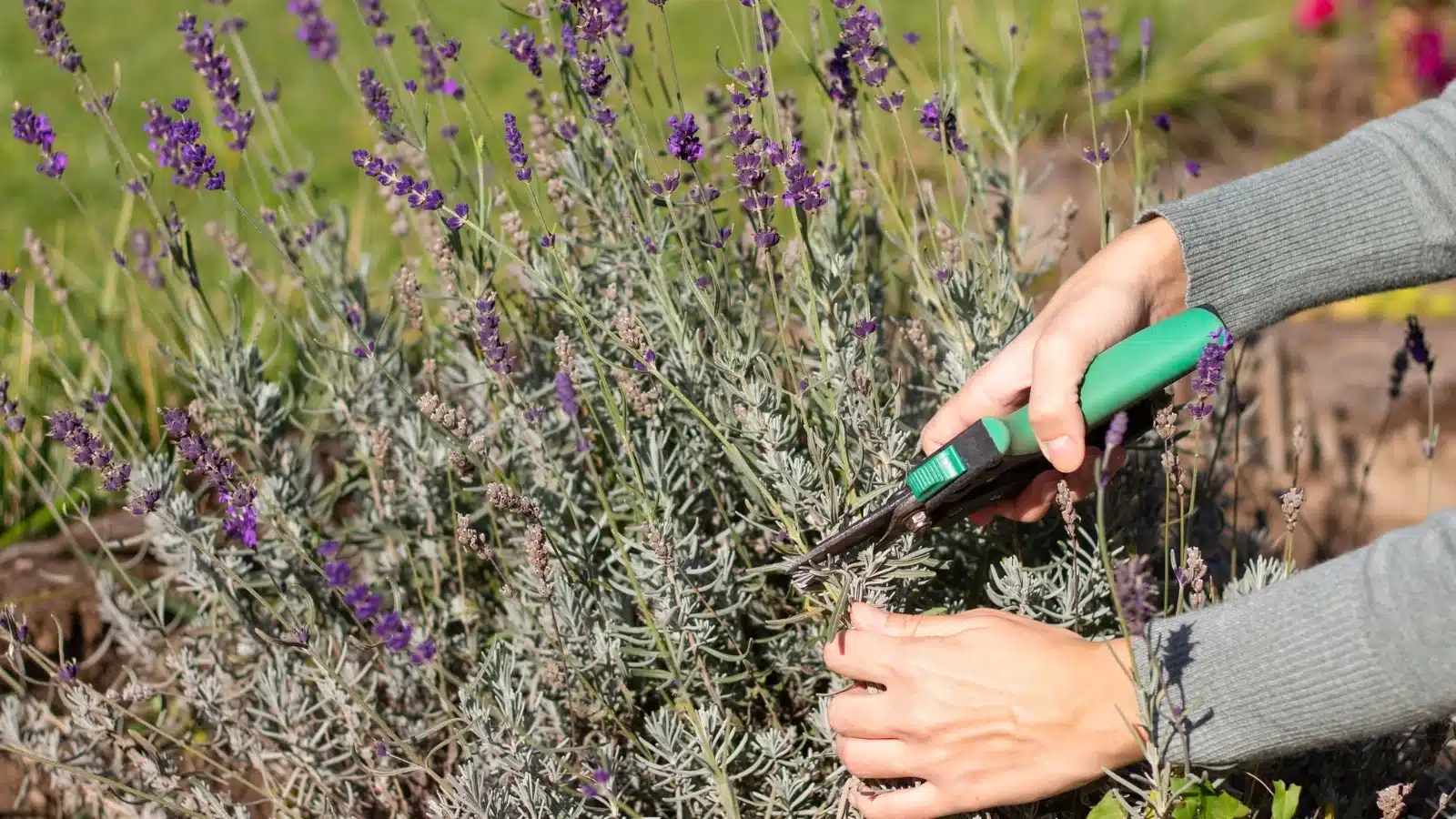 Tailler un pied de lavande au jardin