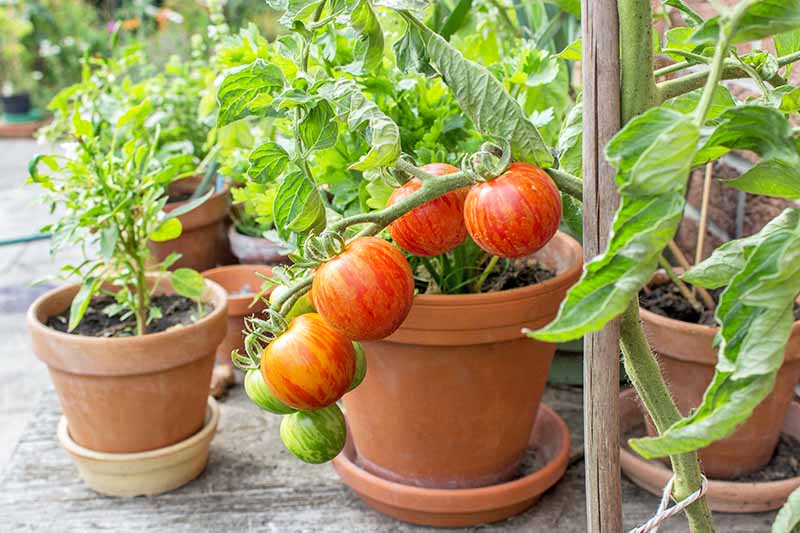 tomates en pots