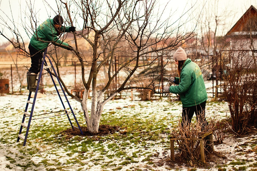 entretien-jardin-janvier