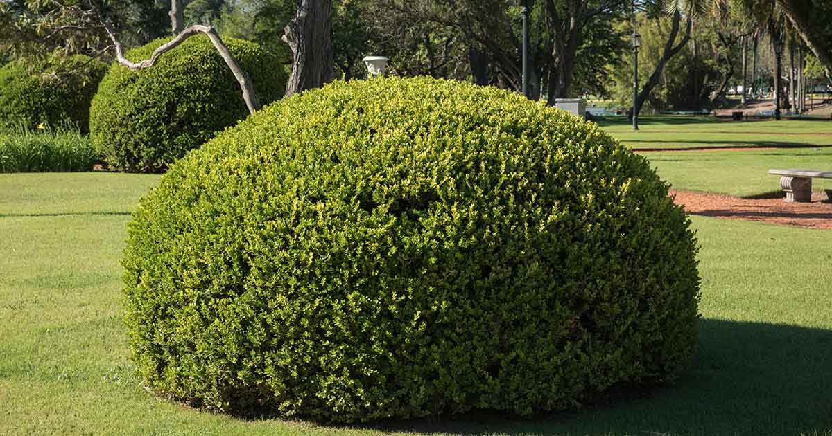 Comment tailler un buis dans le jardin
