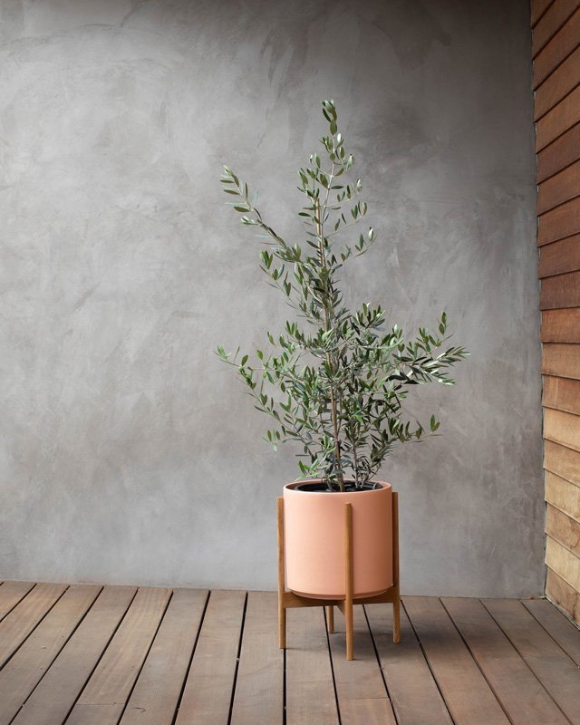idee-deco-olivier-pot